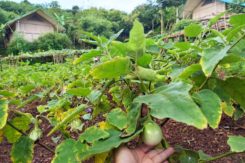 Eggplant grown at LAK Tented Camp